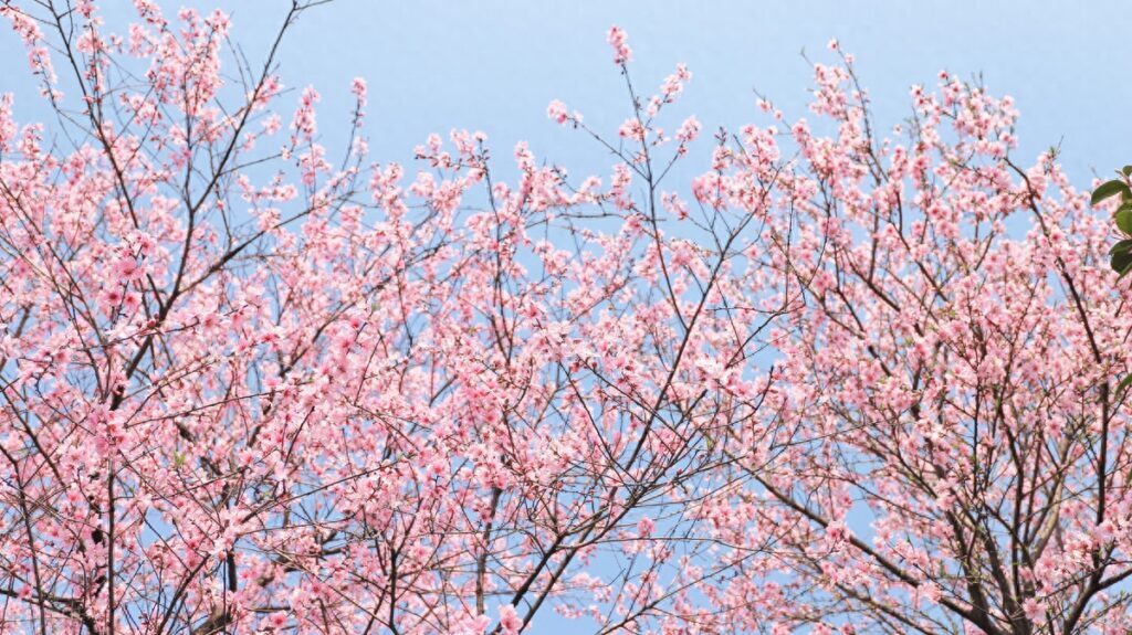 桃花什么时候开，桃花是属于哪个季节