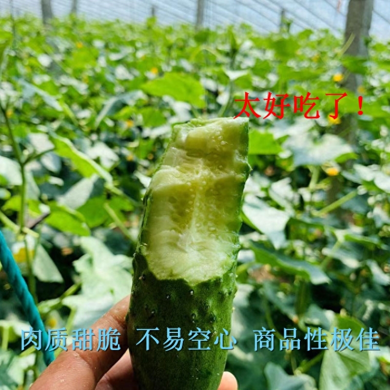 哪种黄瓜才适合生吃，所有黄瓜都能生吃吗