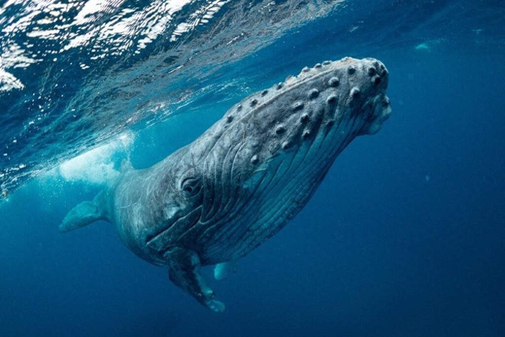 鲸鱼在水中睡着了会不会淹死，为什么鲸鱼在水里不会憋死