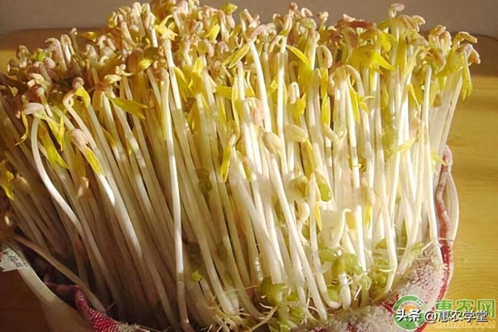 黄豆芽怎么发 ，豆芽发芽制作过程