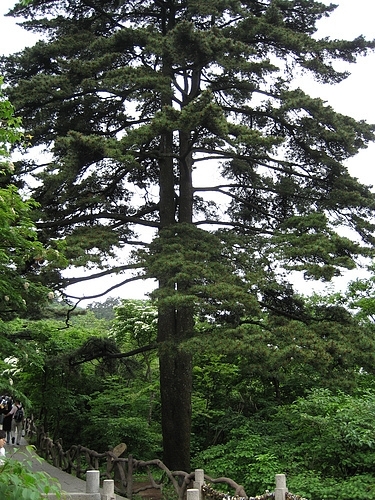 黄山著名松树有哪些，黄山最著名的松树名称