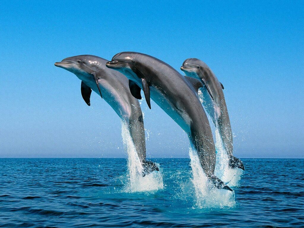 海豚跳出水面是为什么，海豚跳水是什么原因