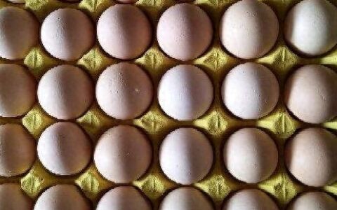 哪种蛋营养更好，每种鸡蛋的营养都一样吗