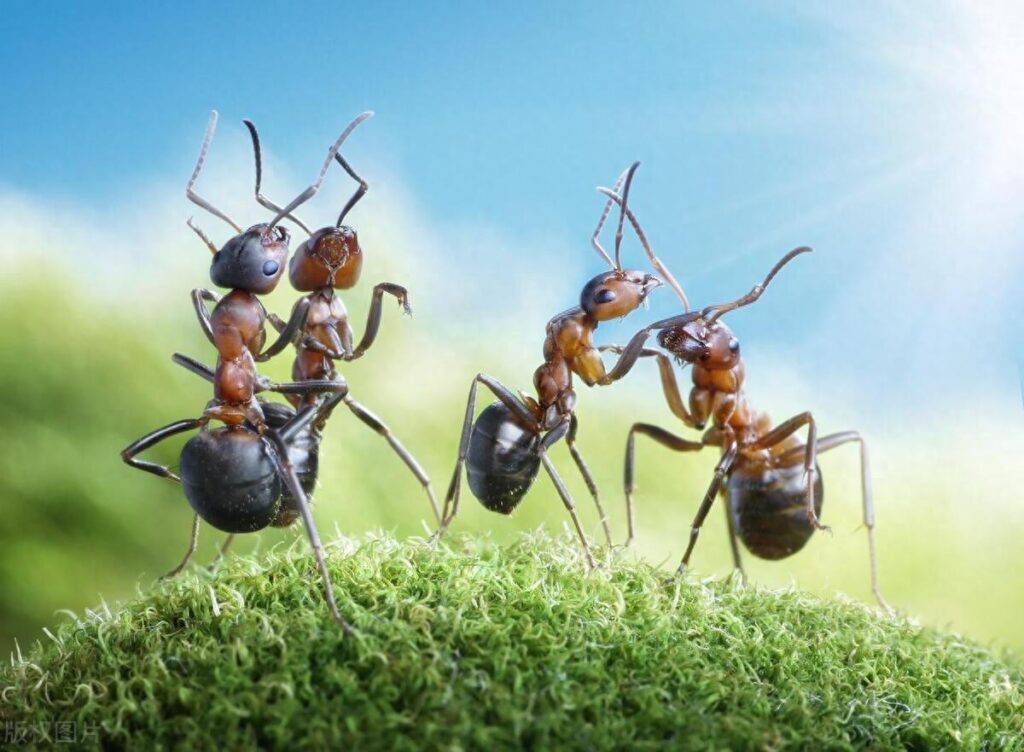 蚂蚁迷路后会怎么办，蚂蚁会不会迷路