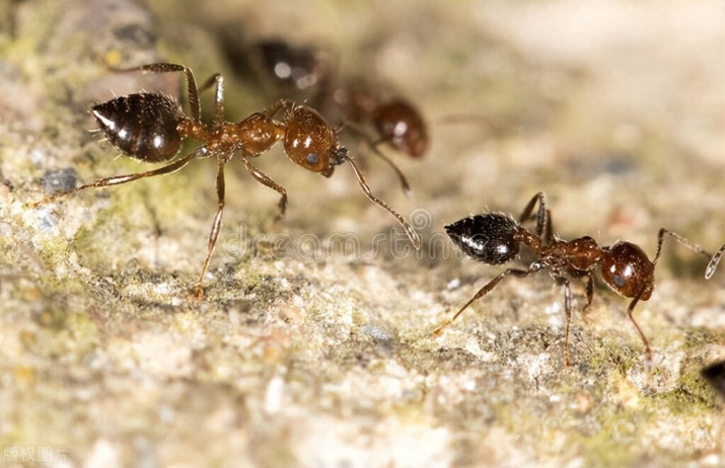 有蚂蚁怎么清除，去蚂蚁的有效方法
