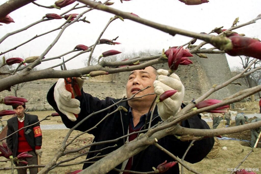 桃树怎么剪枝，桃树剪枝的注意事项