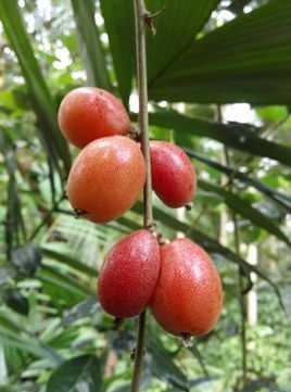 云南有哪些独特的水果，云南最著名9种水果