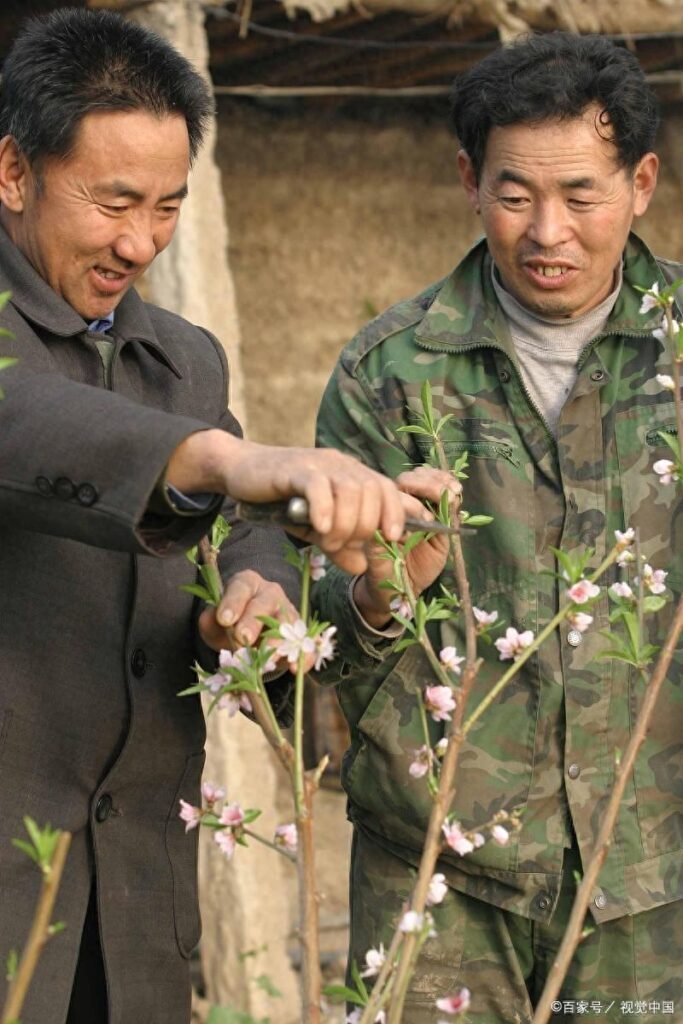 桃树怎么剪枝，桃树剪枝的注意事项