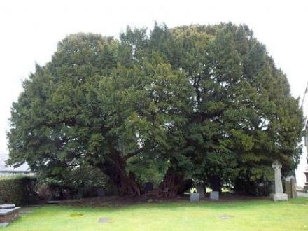 世界十大古树有哪些，世界现存最古老的树