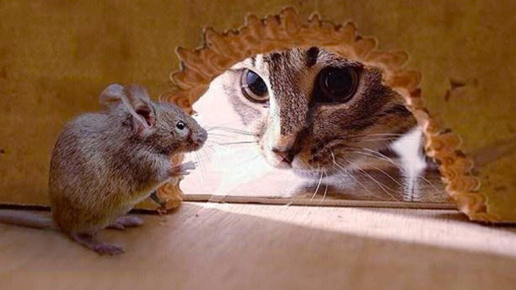 袋鼠和老鼠是同类吗，袋鼠和老鼠是同类吗