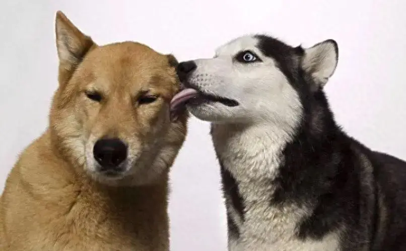 舔狗是什么意思，对一个人好就是舔狗吗