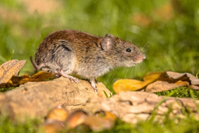 什么老鼠跑的最快，老鼠奔跑的速度