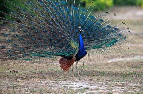 印度的国鸟是什么，印度国鸟是绿孔雀还是蓝孔雀
