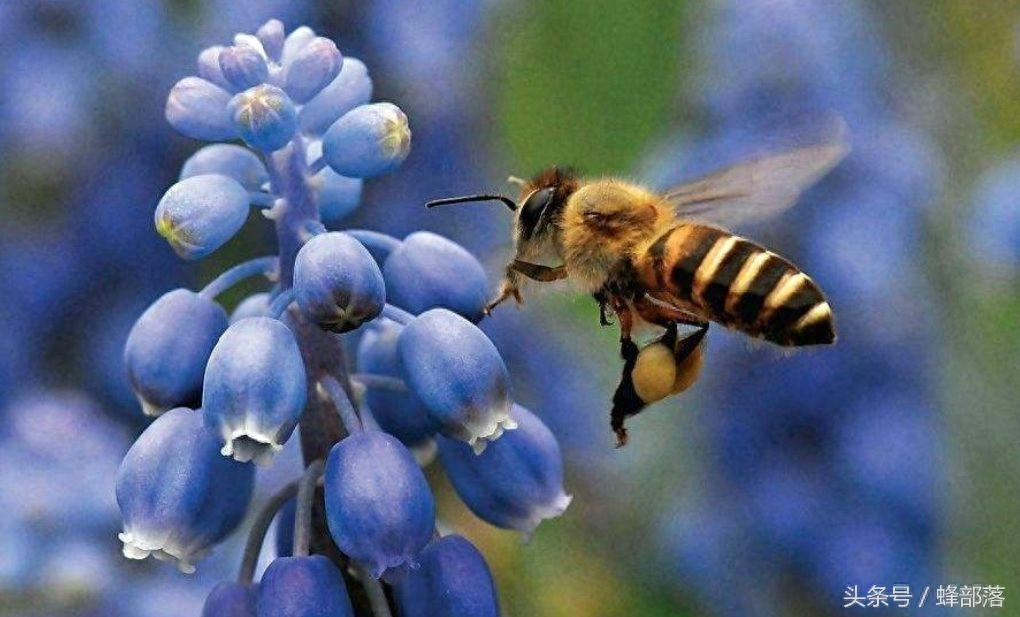 蜜蜂能飞多远去采蜜，蜜蜂活动范围多远