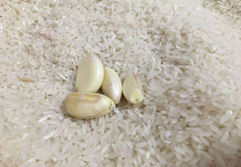 大米发霉怎么办，大米发霉可以晒太阳吗