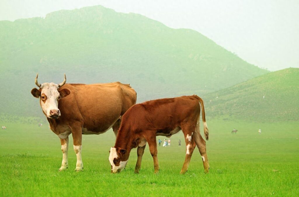 形容牛的成语有哪些，关于形容牛的词语最全