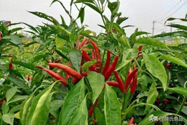 国内最辣的辣椒是哪个，中国最辣的辣椒排名