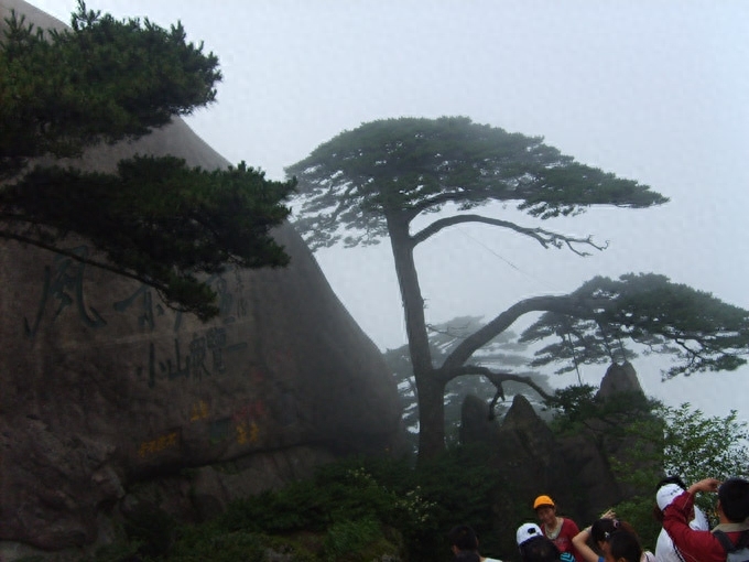 黄山著名松树有哪些，黄山最著名的松树名称