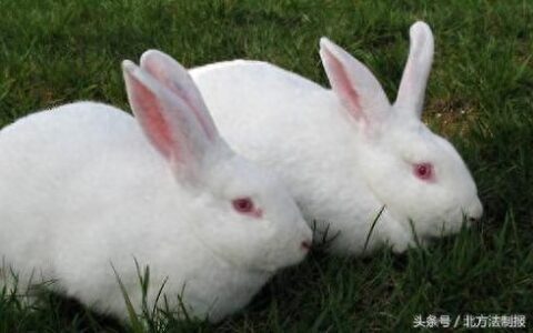 所有兔子的眼睛都是红色吗，兔子眼睛的颜色有几种