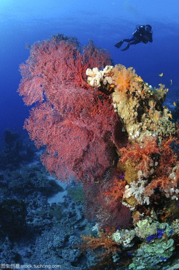 什么是珊瑚礁，珊瑚礁是如何形成的