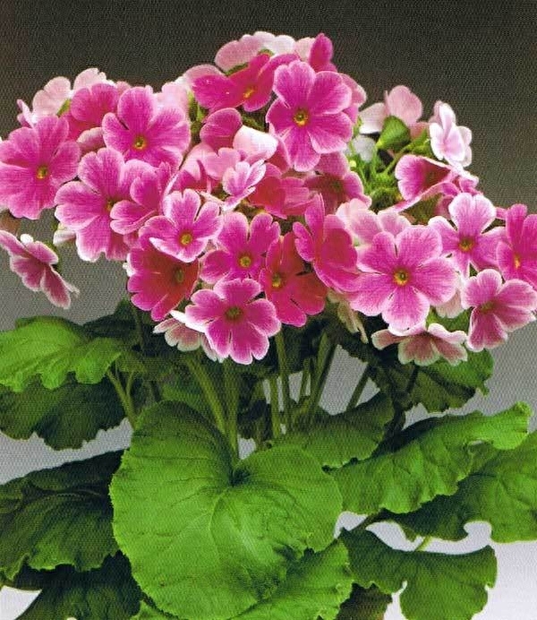 花语最浪漫的花有哪些，花语最浪漫的十种花