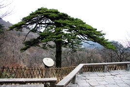 黄山著名松树有哪些，黄山最著名的松树名称