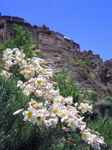 世界最臭的花长什么样，世界上最臭的植物