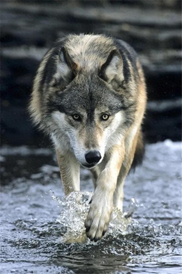 狼的弱点在哪，狼的本性和弱点