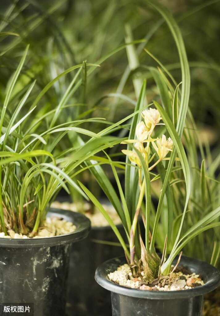 兰花可以用沙种植吗，兰花用沙子养根好吗