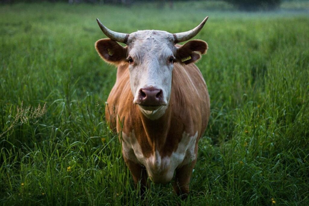 形容牛的成语有哪些，关于形容牛的词语最全