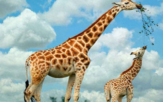 最高的哺乳动物是谁，长颈鹿是最高的哺乳动物吗