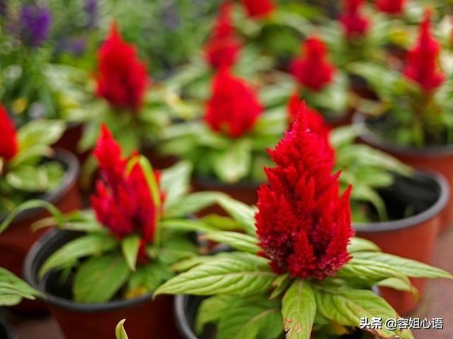 如何种植鸡冠花，鸡冠花种植方法
