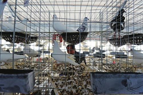 鸽子为什么不下蛋了，鸽子不下蛋的解决方法