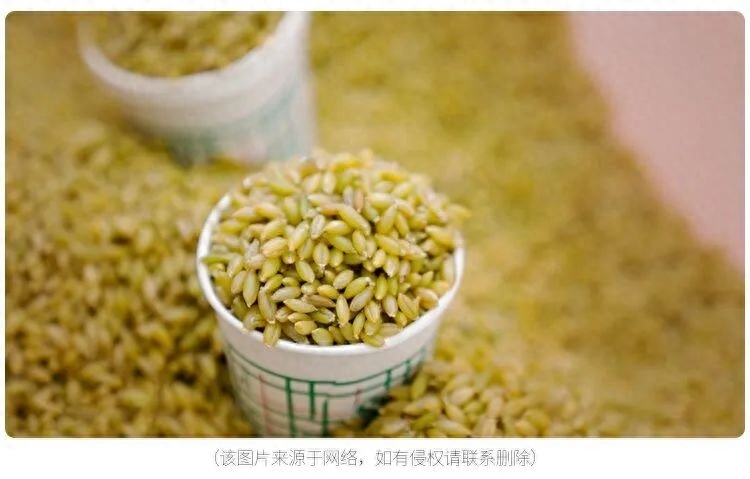 青稞麦是大麦吗，青稞的功效与作用