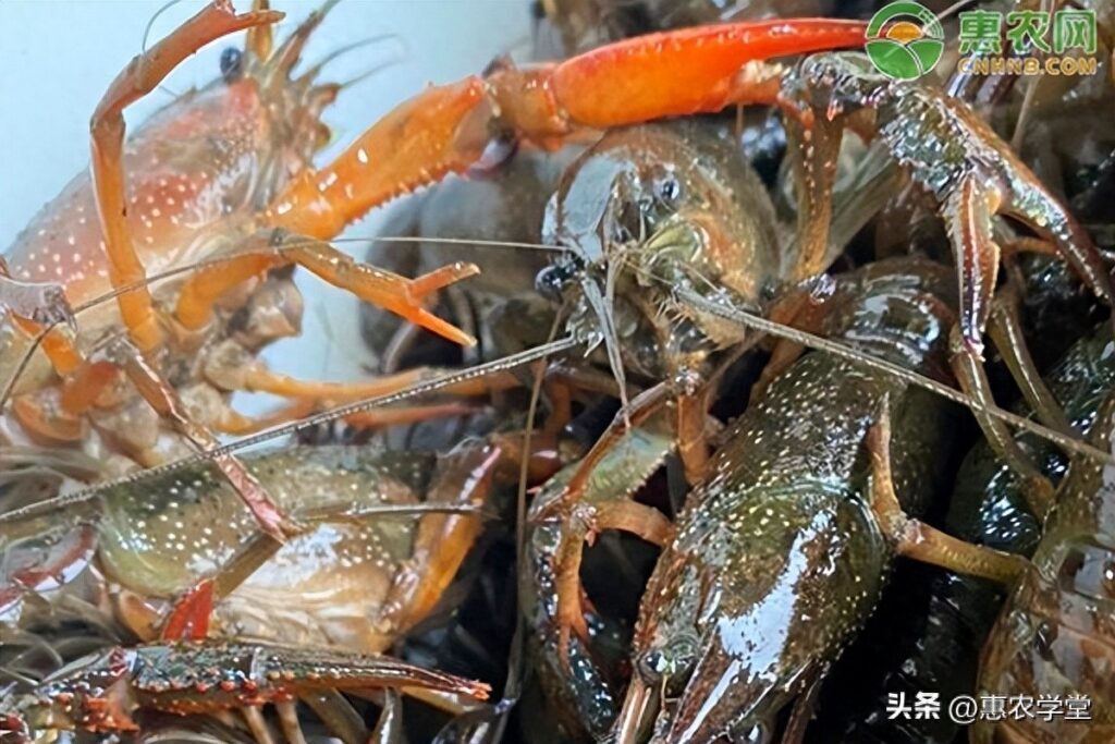 小龙虾是不是龙虾，龙虾跟小龙虾一样吗