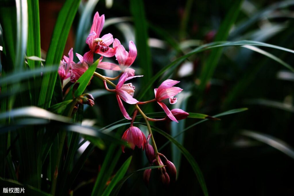 兰花可以用沙种植吗，兰花用沙子养根好吗