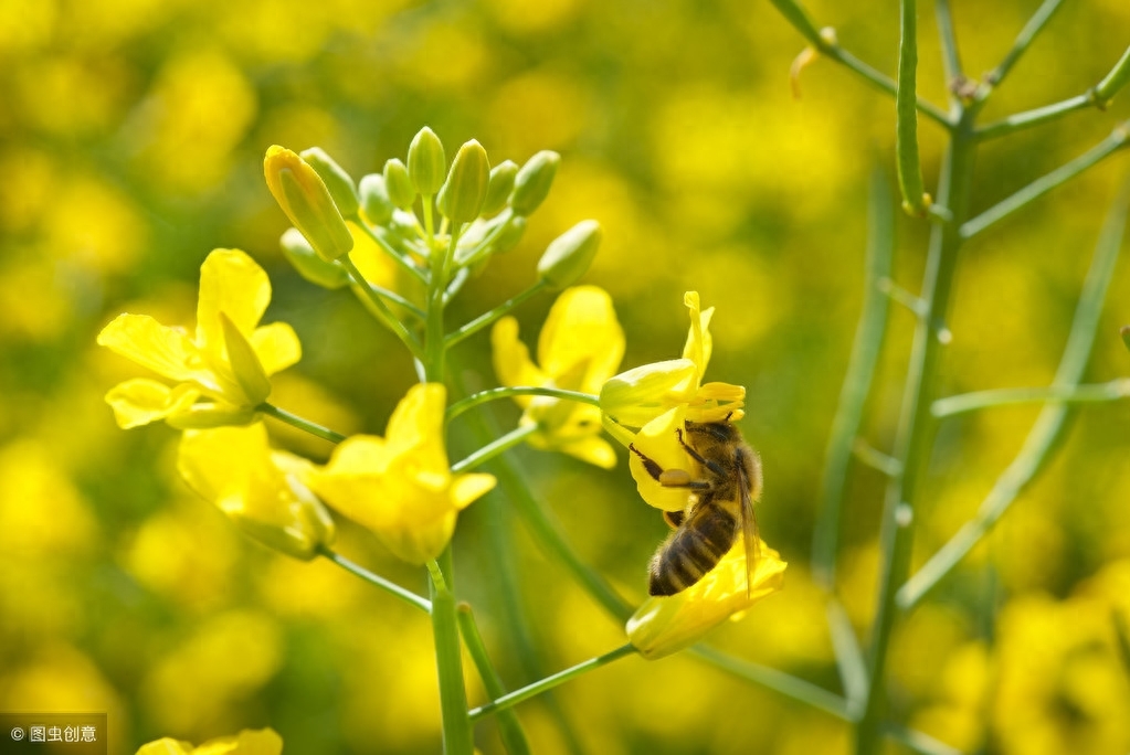 油菜花粉有什么作用，油菜花粉的作用与功效