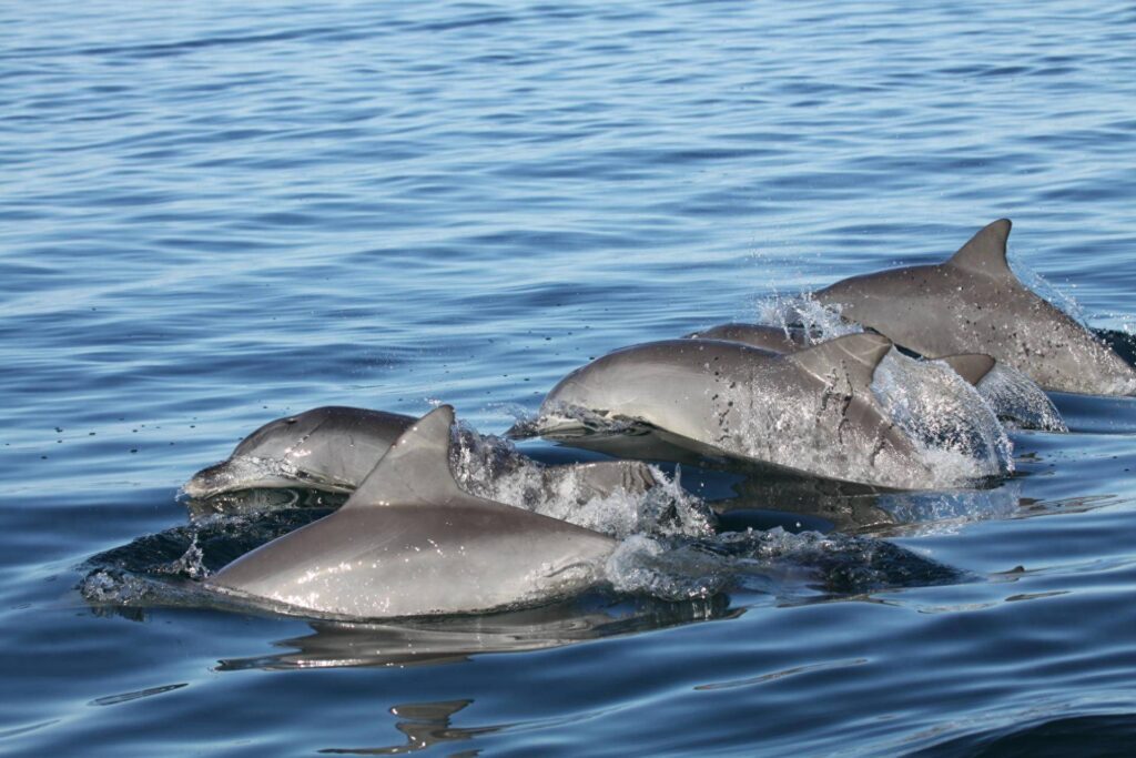 海豚为什么要救人，海豚会保护人类吗