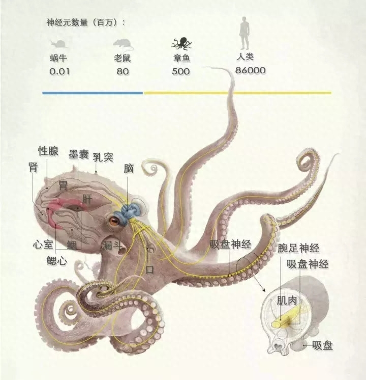 章鱼的寿命是几年，章鱼可以活到几岁