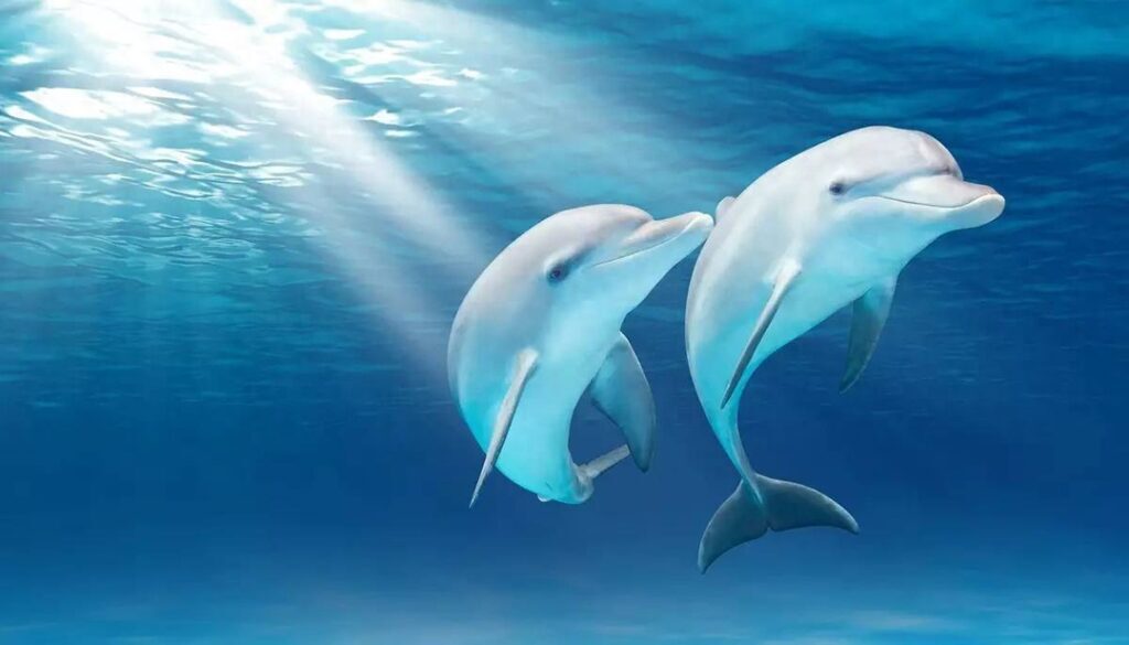 海豚跳出水面是为什么，海豚跳水是什么原因