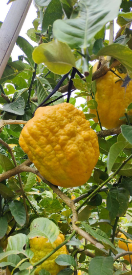 云南有哪些独特的水果，云南最著名9种水果