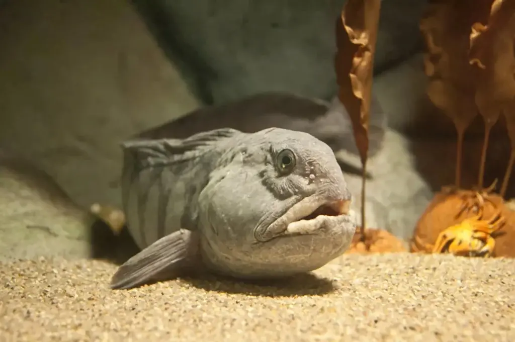 最奇怪的鱼是什么，长相怪异的鱼类