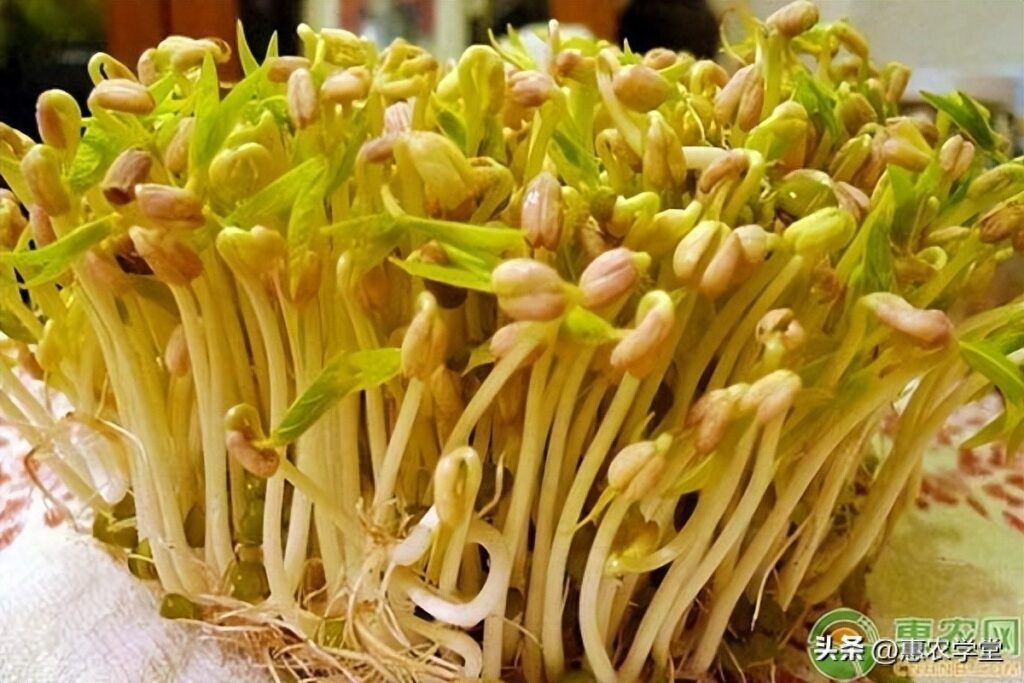 黄豆芽怎么发 ，豆芽发芽制作过程
