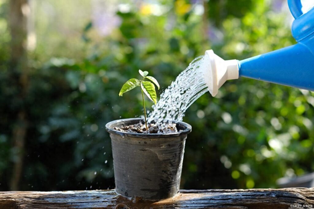 植物为什么不能浇水过多，给植物浇太多水会怎么样