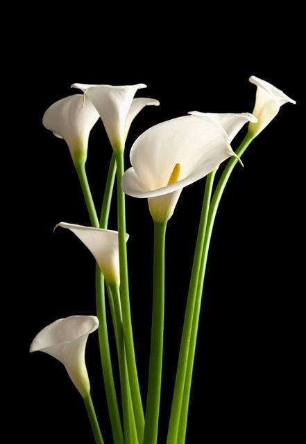 花语最浪漫的花有哪些，花语最浪漫的十种花