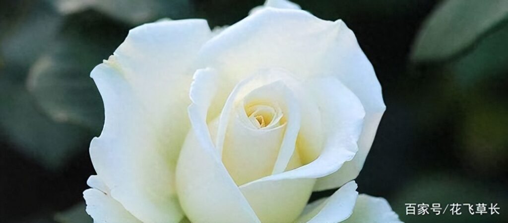 红玫瑰白玫瑰代表什么，白玫瑰与红玫瑰的象征意义