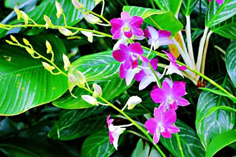 新加坡的国花是什么花，新加坡的代表性植物和花