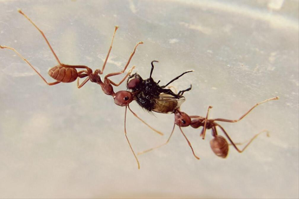 有蚂蚁怎么清除，去蚂蚁的有效方法