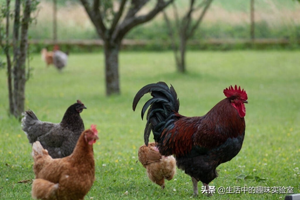 公鸡为什么会打鸣，公鸡打鸣原因和时间