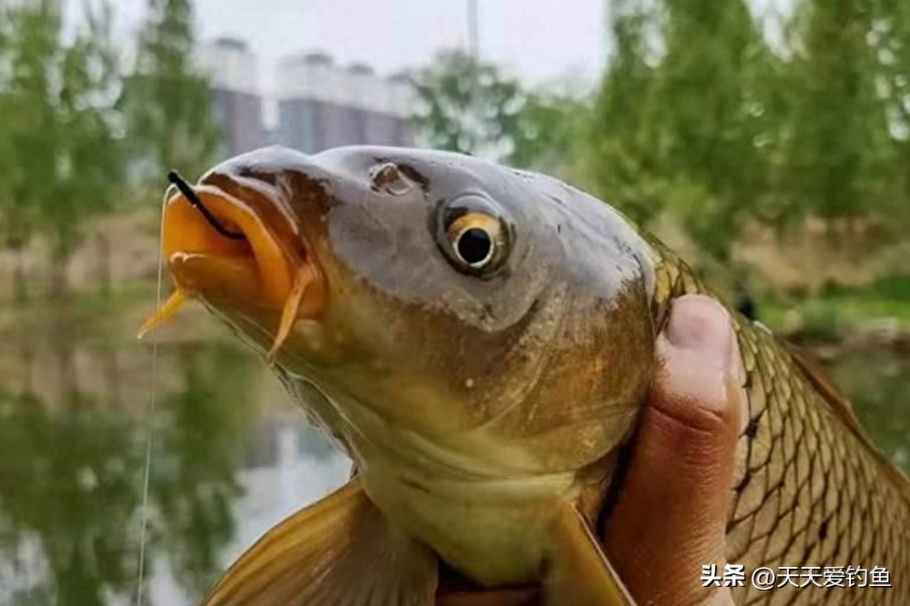 雨天钓鱼好不好钓，下雨天钓鱼的技巧